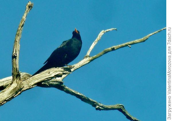 чёрный дрозд