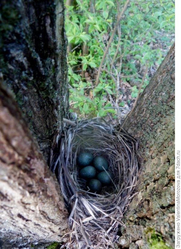гнездо дрозда