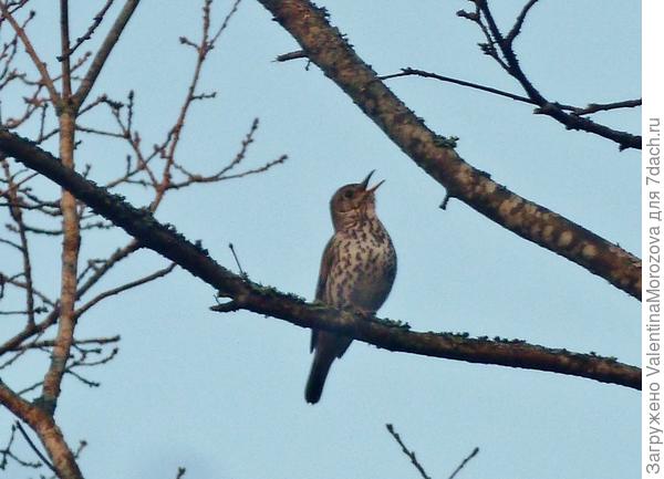певчий дрозд