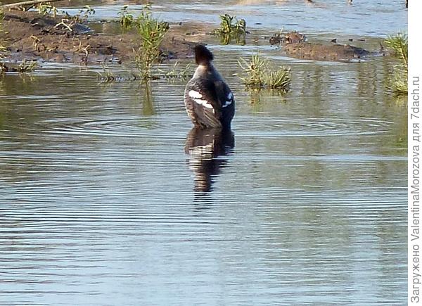 уточка в заводи.