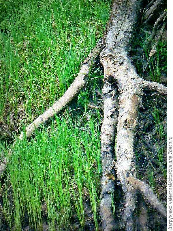 Решила искупаться.