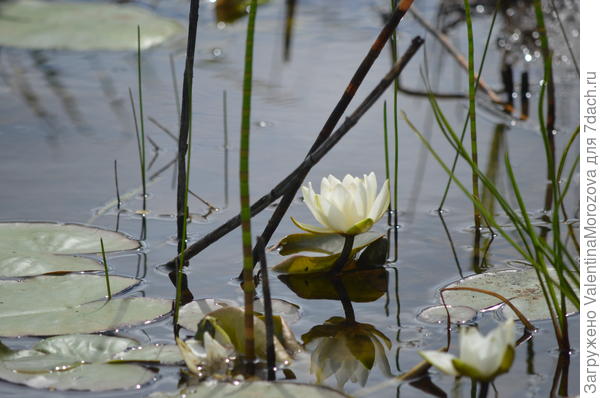 Отражаясь в воде.