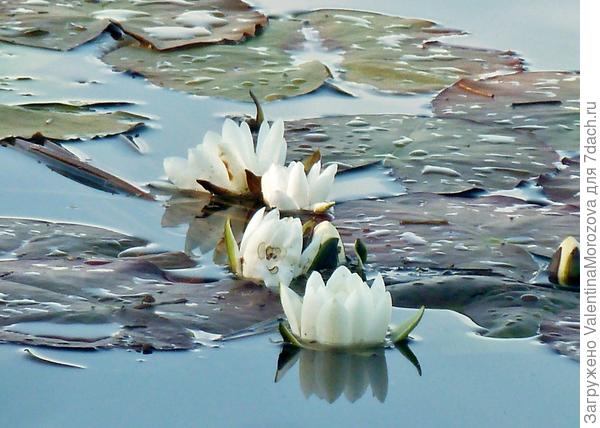 В.одяное зеркало