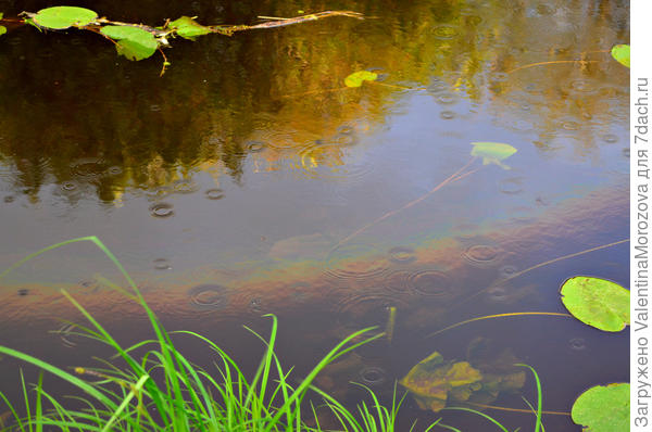 И дождь  и радуга в реке.