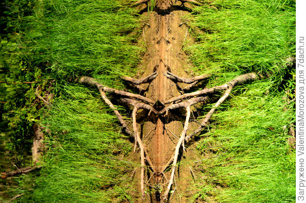 Это тоже отражение .На что похоже?