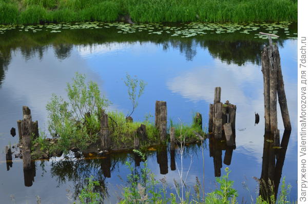 И даже пни в летние дни вновь деревьями стать мечтают.