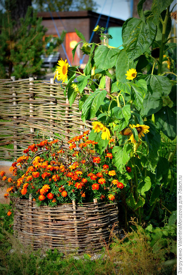цветочные корзины и подсолнухи для птичек.