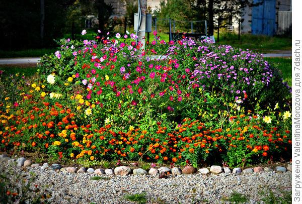 26 сентября всё цветёт