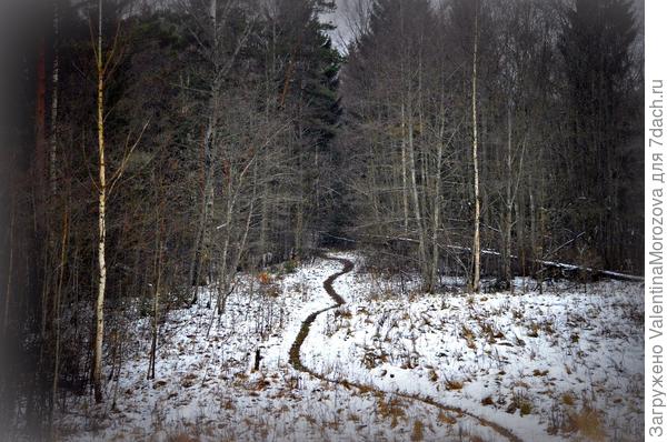 Дорога в таинственный лес.