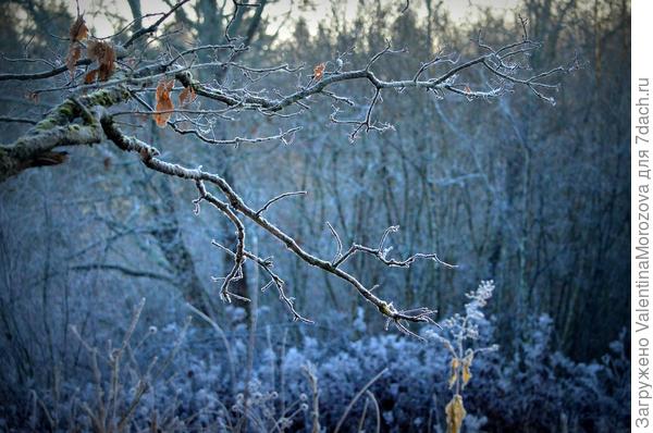 Первые морозцы