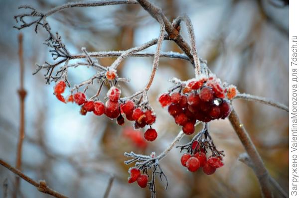 Калина в сахаре