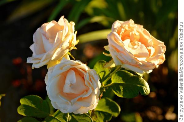 Розы в парке