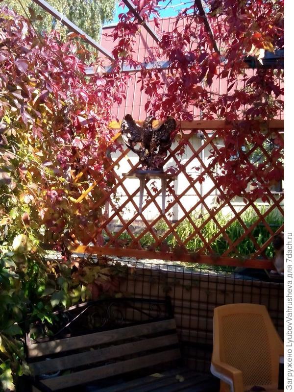 зона отдыха возле дома