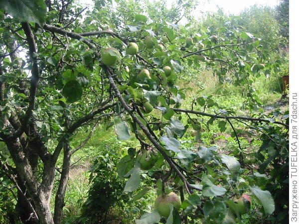 Дача. Август 2008