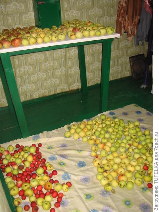 Дача 2008. Сентябрь