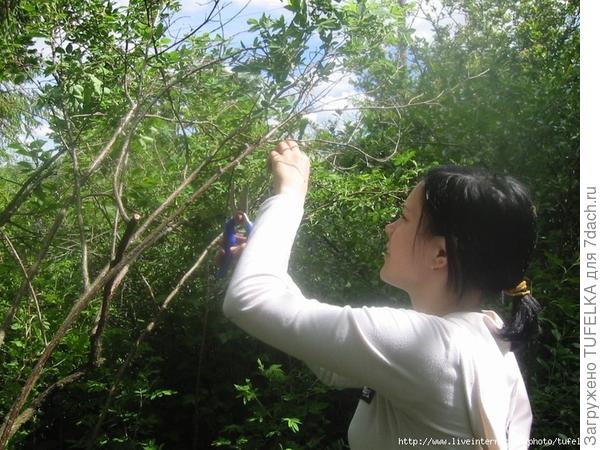 Дача 2008