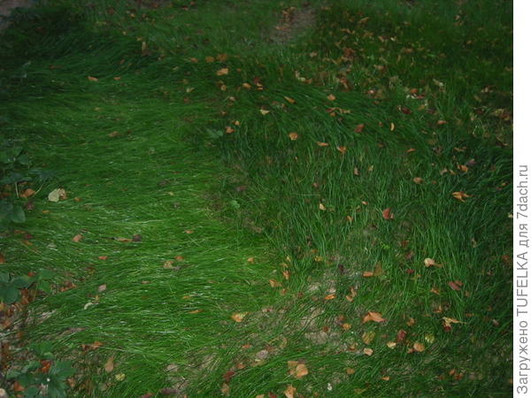 Дача 2008. Сентябрь