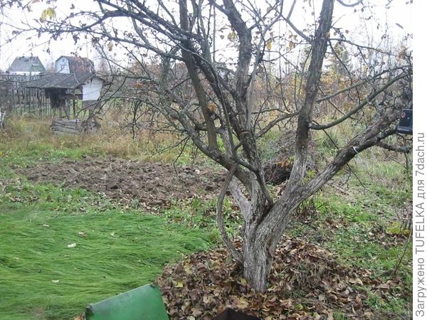 Дача. Октябрь 2008