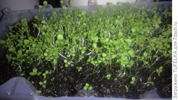 Лобелия. Сажала 22 февраля.