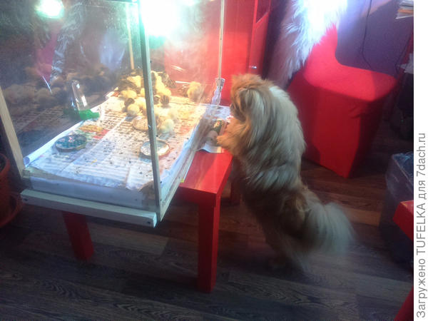 переёплки и Бабай