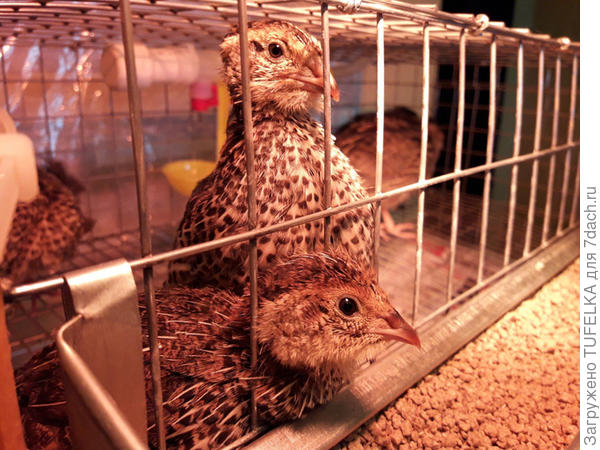 Перепёлкам 18 дней