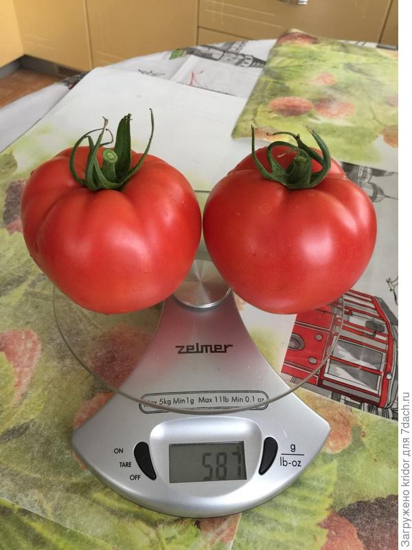 малиновое чудо, взвешивание