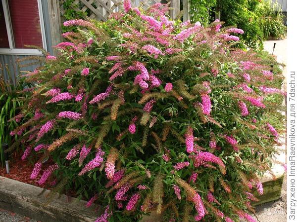 Фот о из интернета. будлея