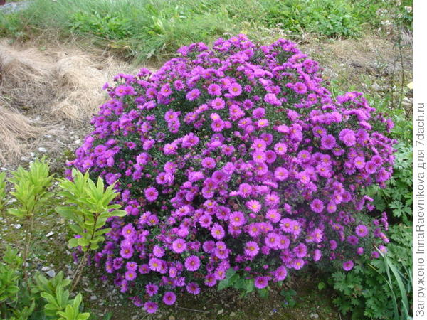 Фото из интернета