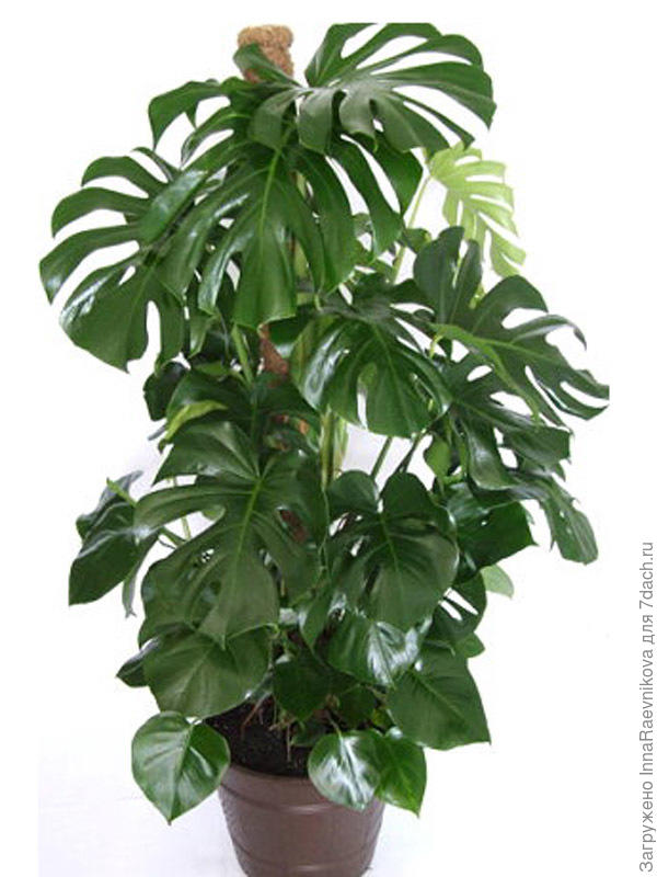 фото из интернета