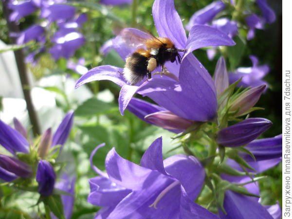 колокольчик