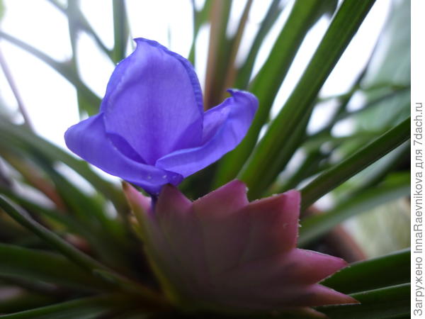 тилландсия