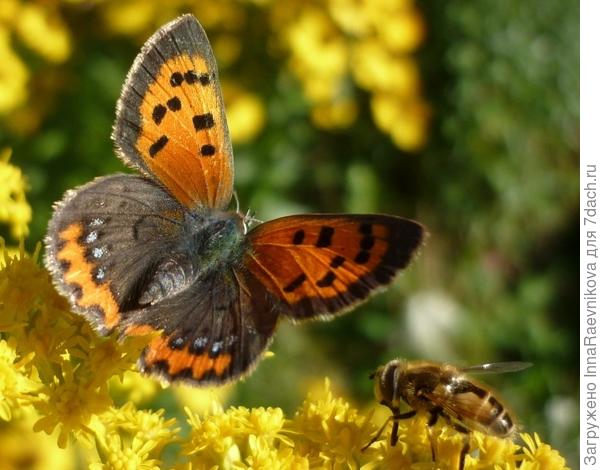 бабочка