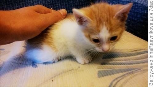 вырос в красивого кота