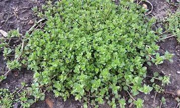 мокрица. фото из интернета