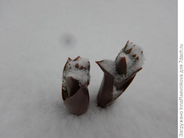 под снегом