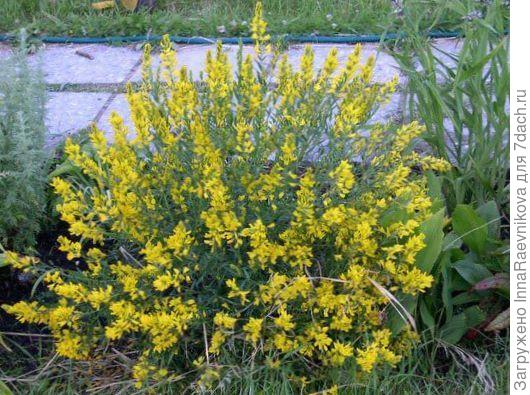 дрок испанский. Фото из интернета.