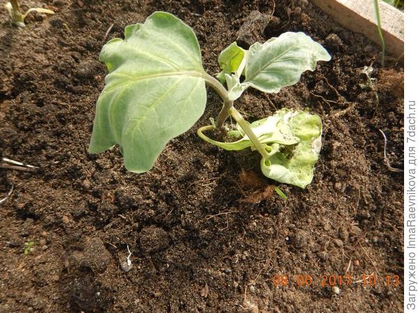 на след. день второй баклажан поник