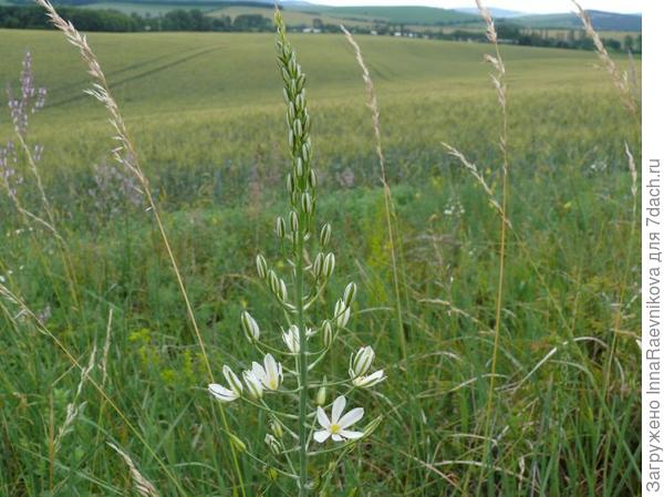 Ornithogalum brevistylum