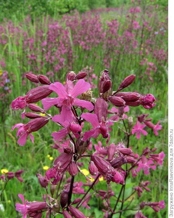 фото из интернета