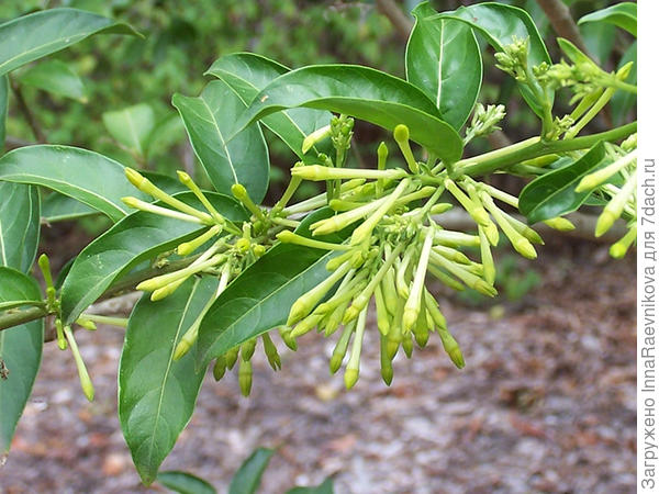 Cestrum Nocturnum.