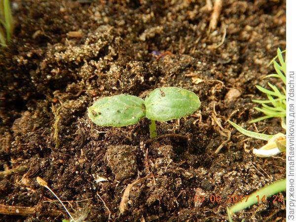 19 июня всходы