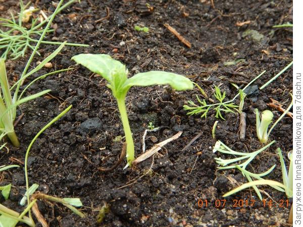 корешки видны