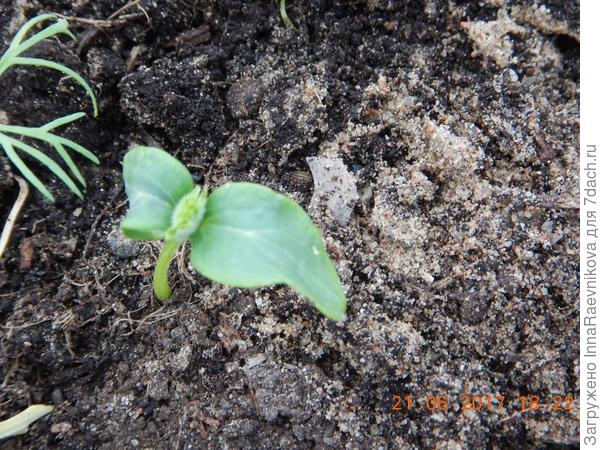 Пятый огурец. Появление первого листа