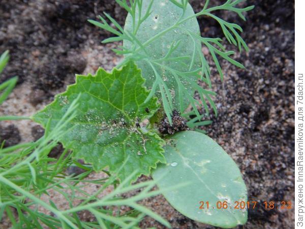 Рост огурца