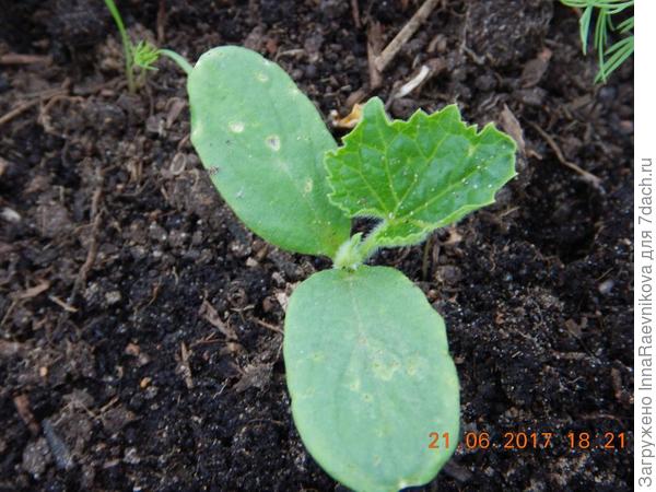 Рост огурца