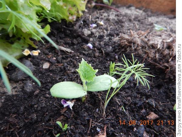 самый первый