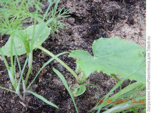 Рост огурца