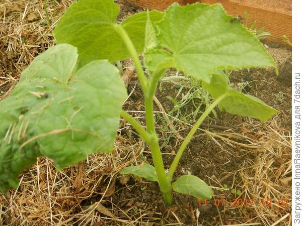 Удалены завязи