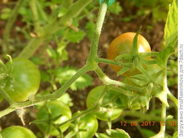 созревают неравномерно