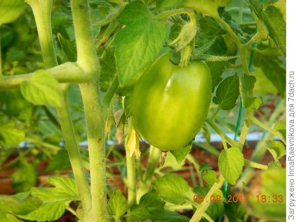 зеленые томаты
